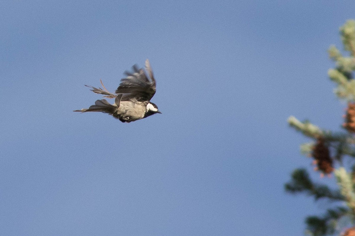 Mexican Chickadee - Doug Gochfeld