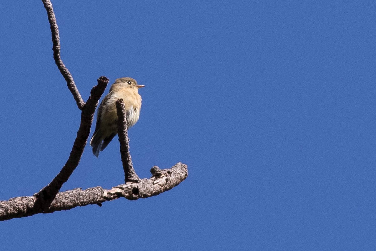 Buff-breasted Flycatcher - Doug Gochfeld