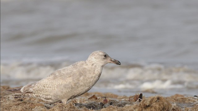 Iceland Gull (Thayer's) - ML419808951