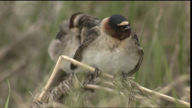 Cliff Swallow - ML419809