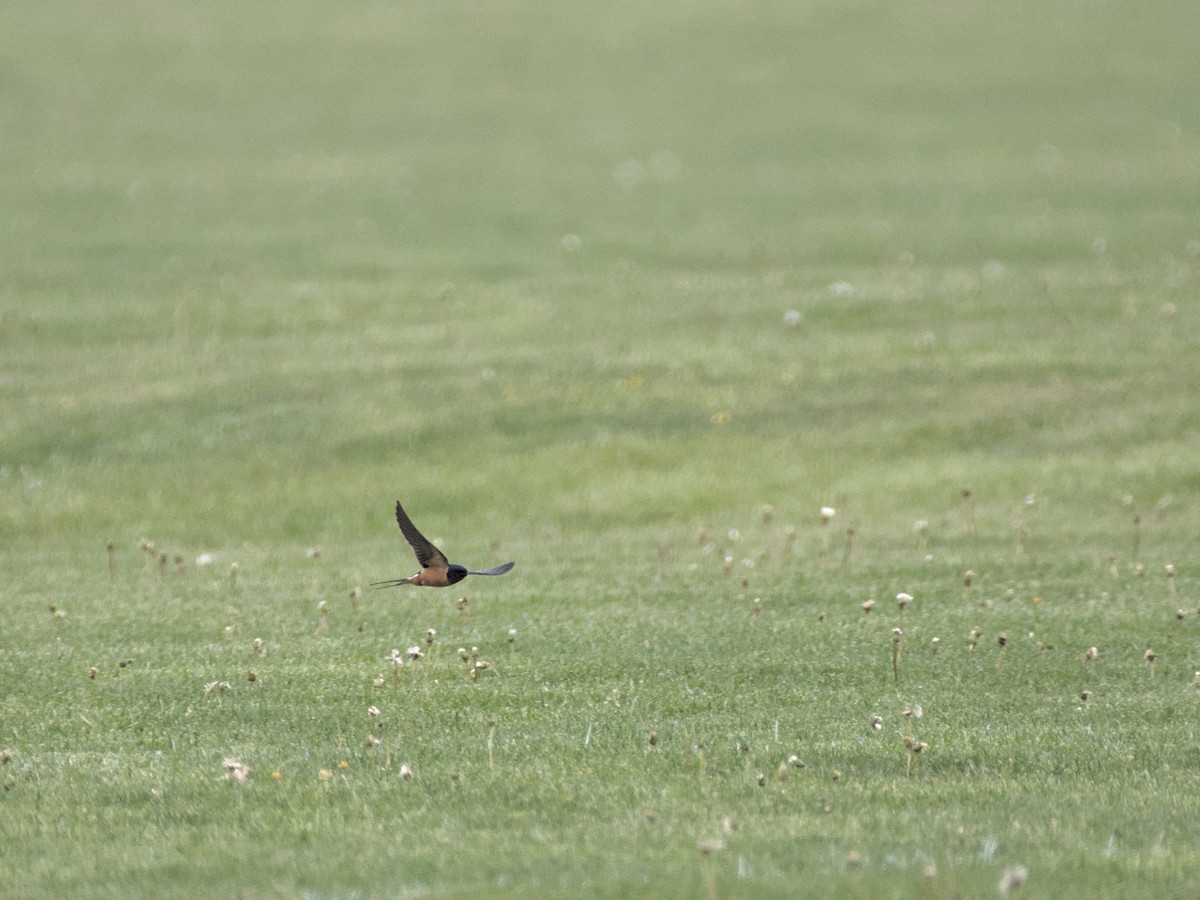 Barn Swallow - ML419809031