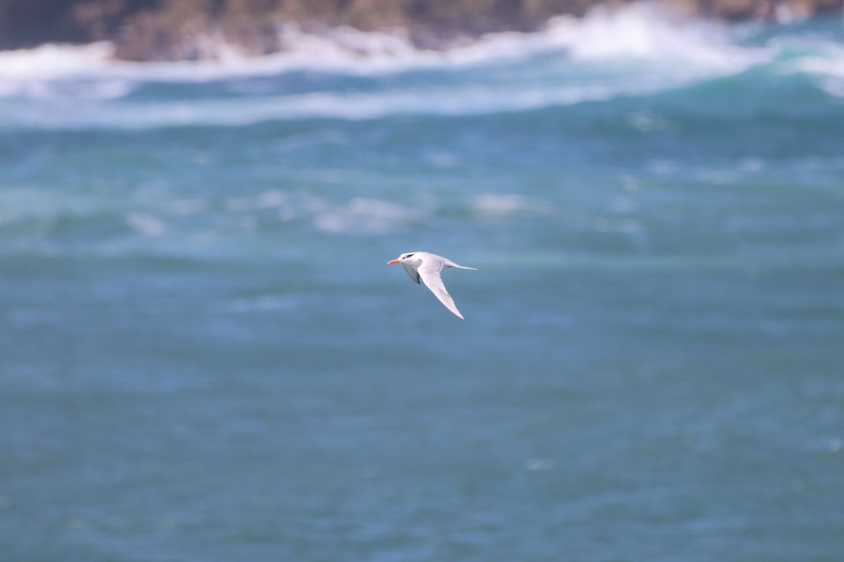 Royal Tern - ML419809351