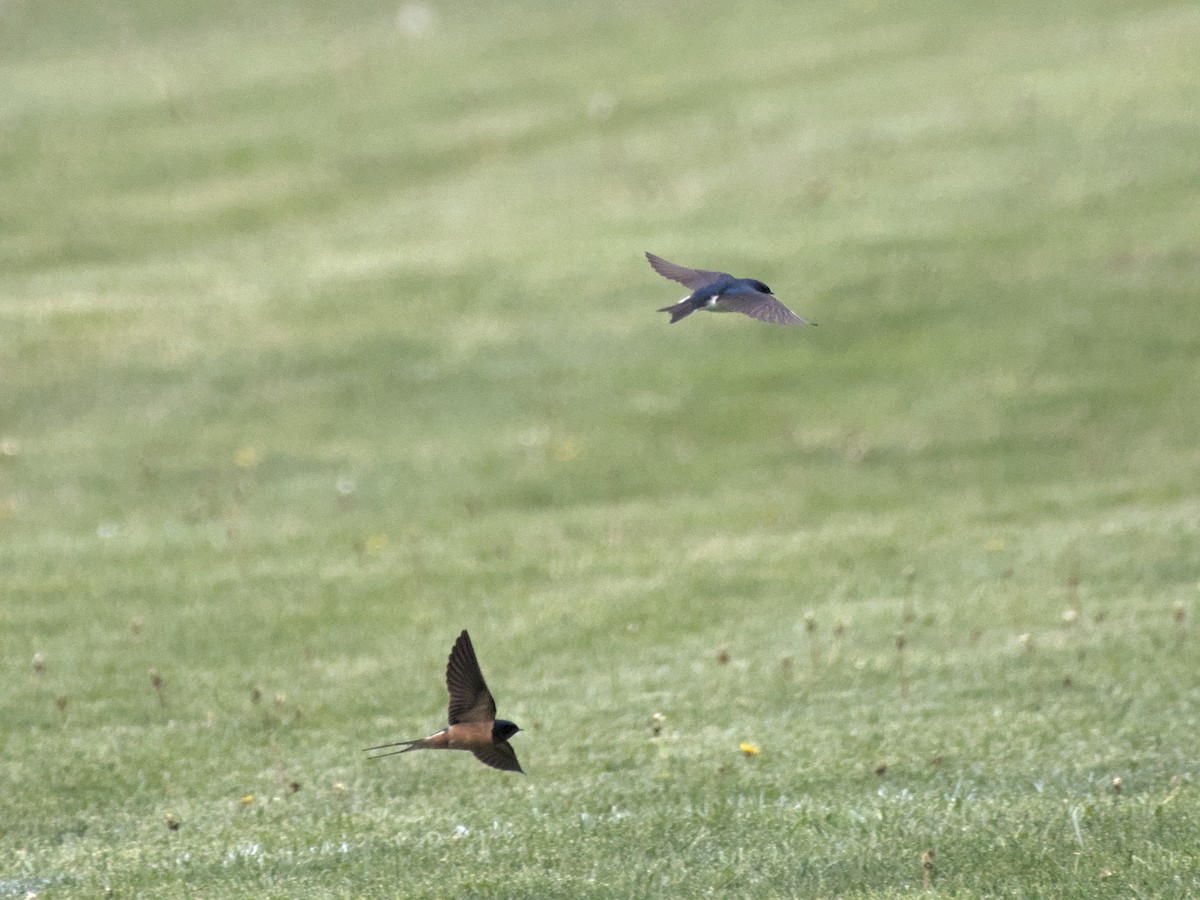 Golondrina Bicolor - ML419810031