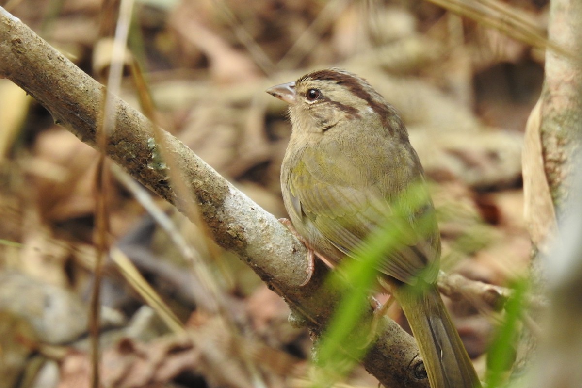 Olive Sparrow (Pacific) - ML419810941