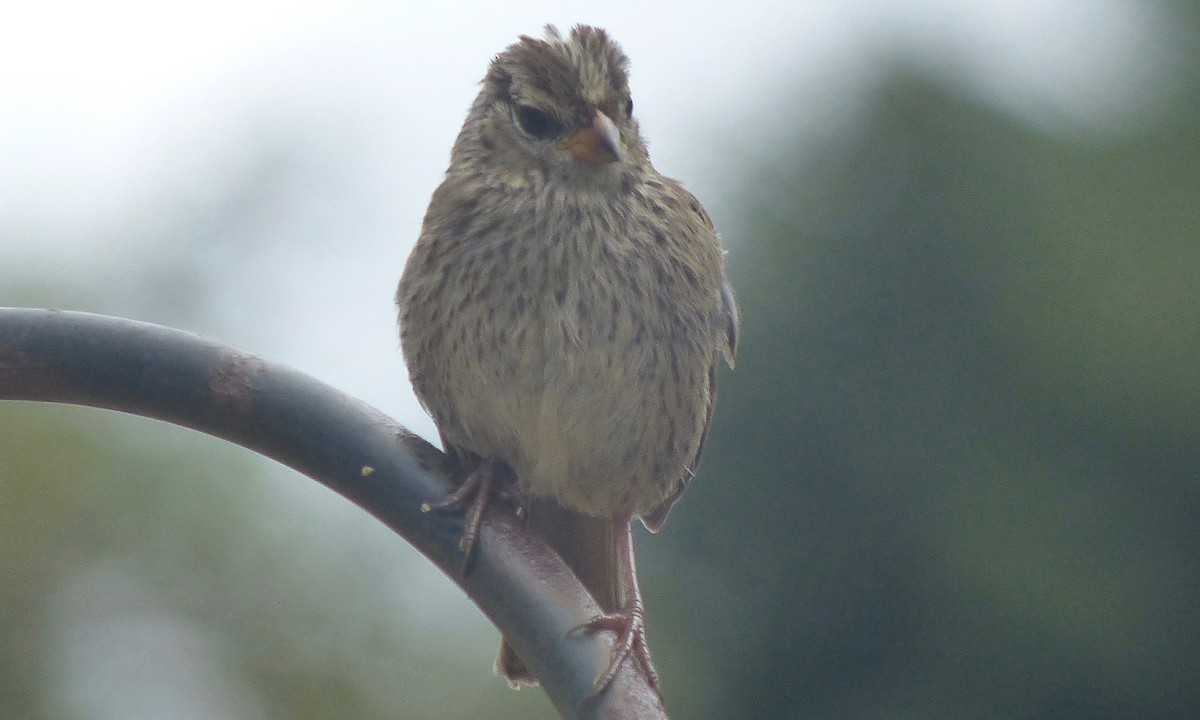 White-crowned Sparrow - ML41981301