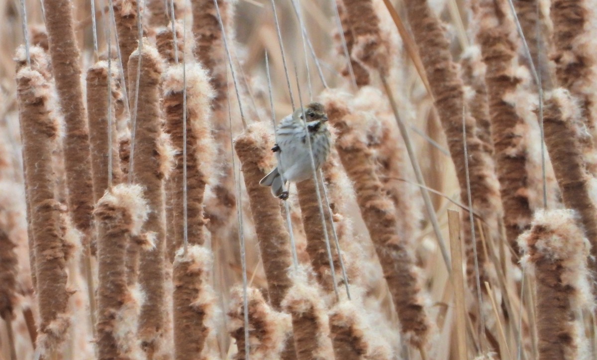 Reed Bunting - Víctor Coello Cámara