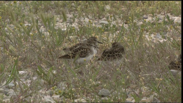 pygmésnipe - ML419816