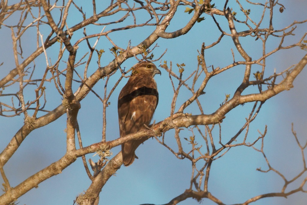 aviceda madagaskarská - ML41981631