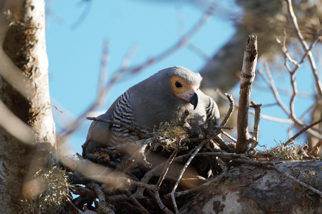 Madagascar Harrier-Hawk - Charley Hesse TROPICAL BIRDING