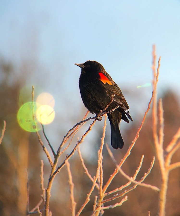 Red-winged Blackbird - ML419818241