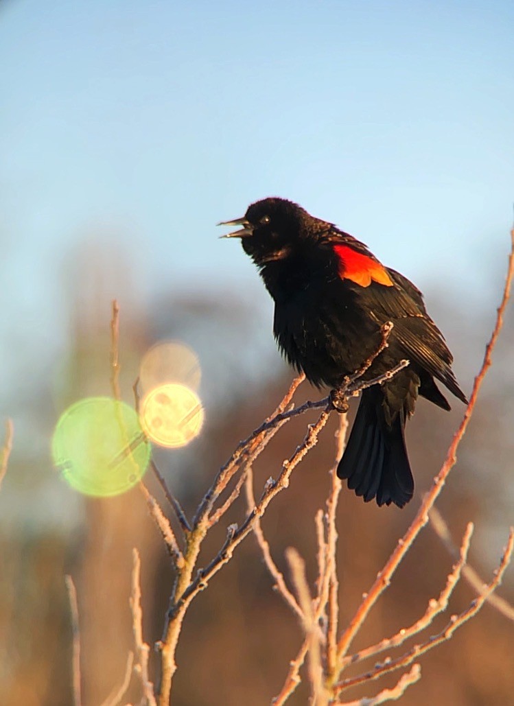 Red-winged Blackbird - ML419818251