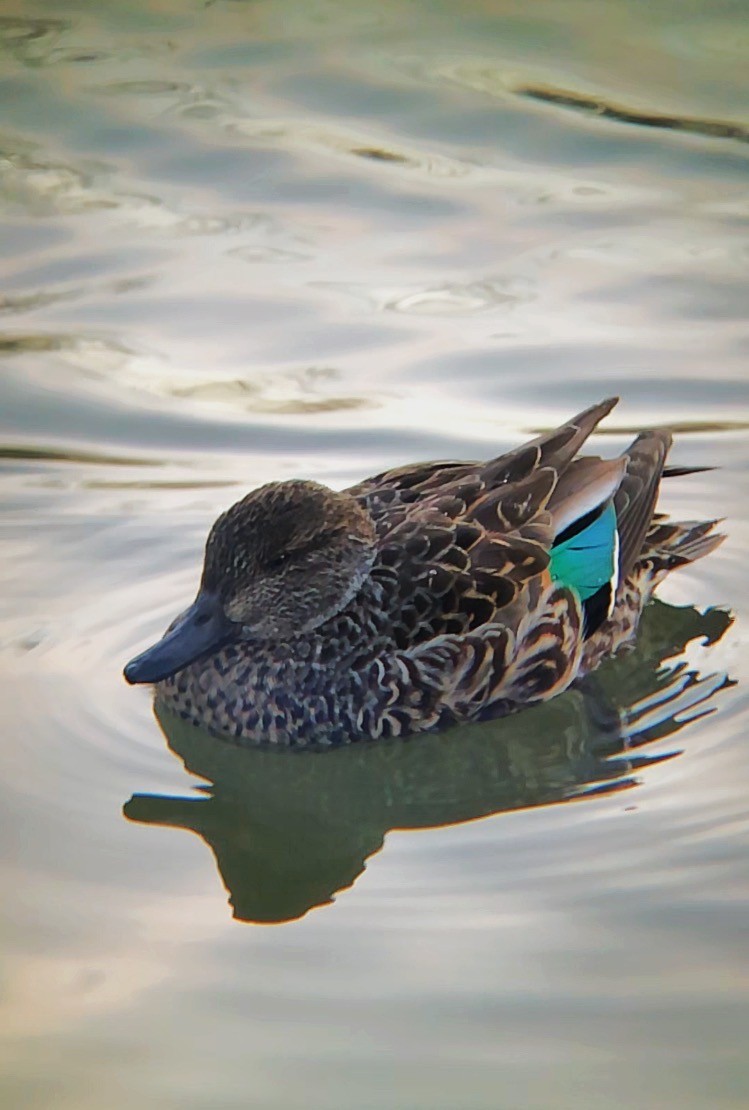 Green-winged Teal - ML419818481