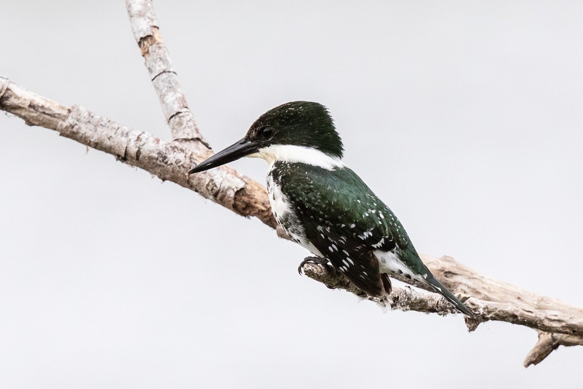 Green Kingfisher - Bob Friedrichs