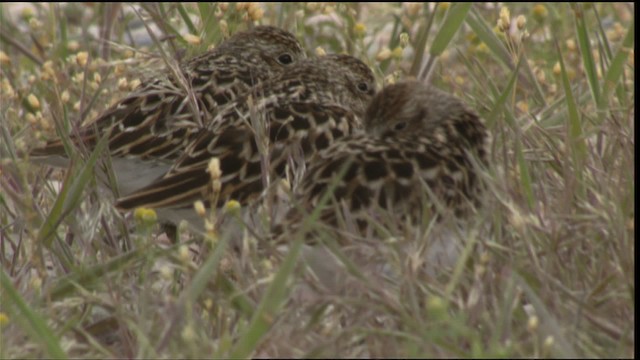 pygmésnipe - ML419819