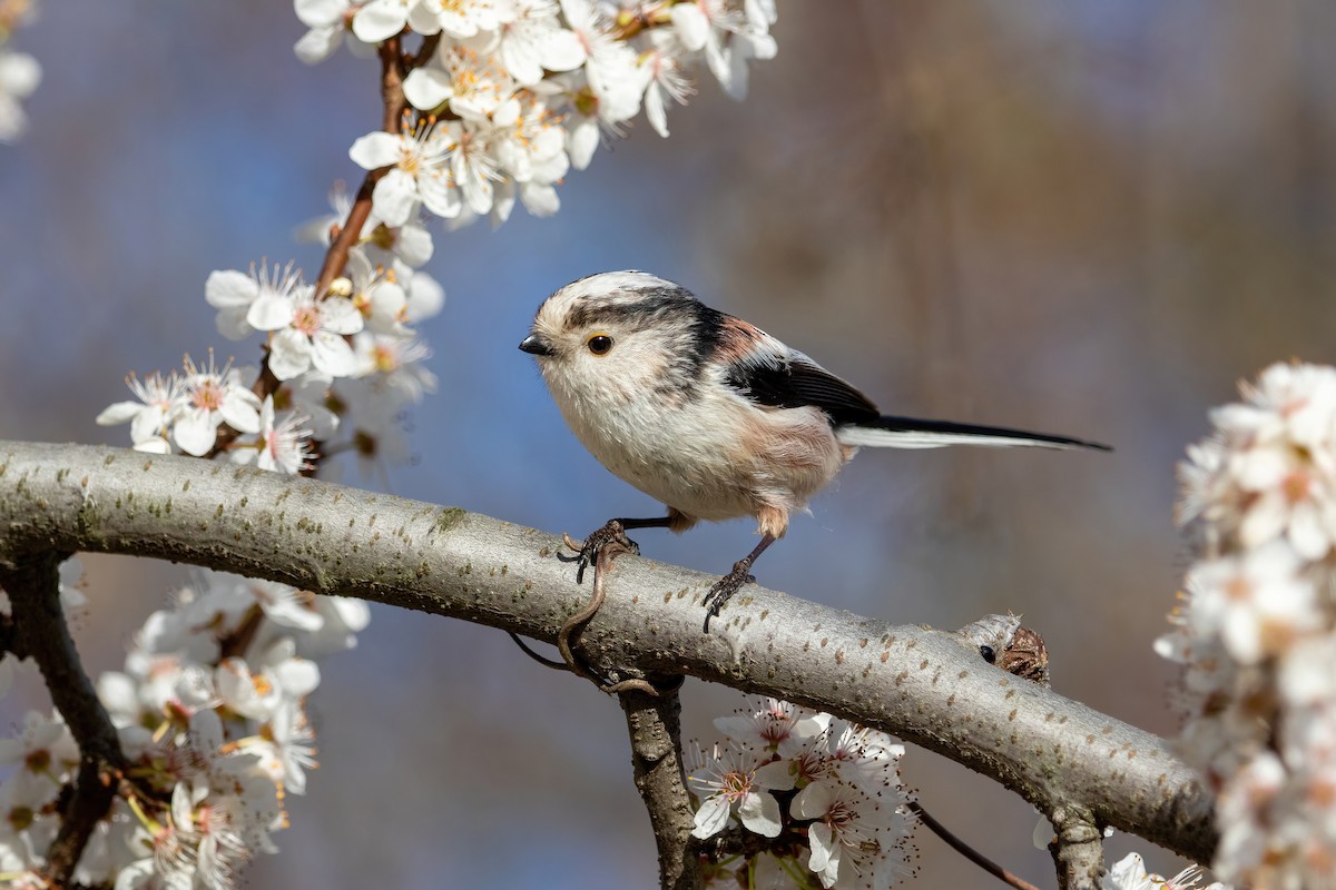 Long-tailed Tit - Alexis Lours