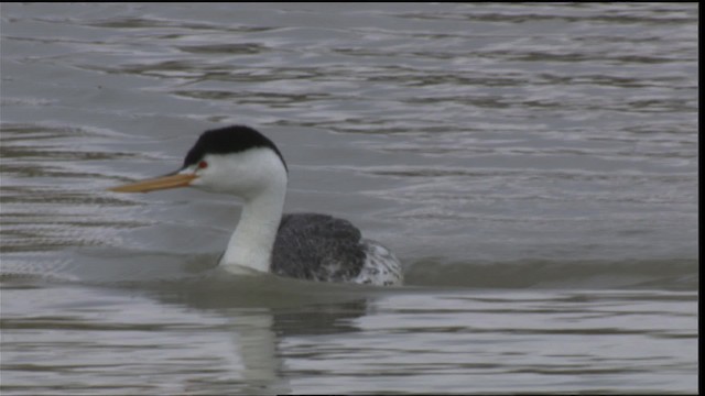 Clark's Grebe - ML419822