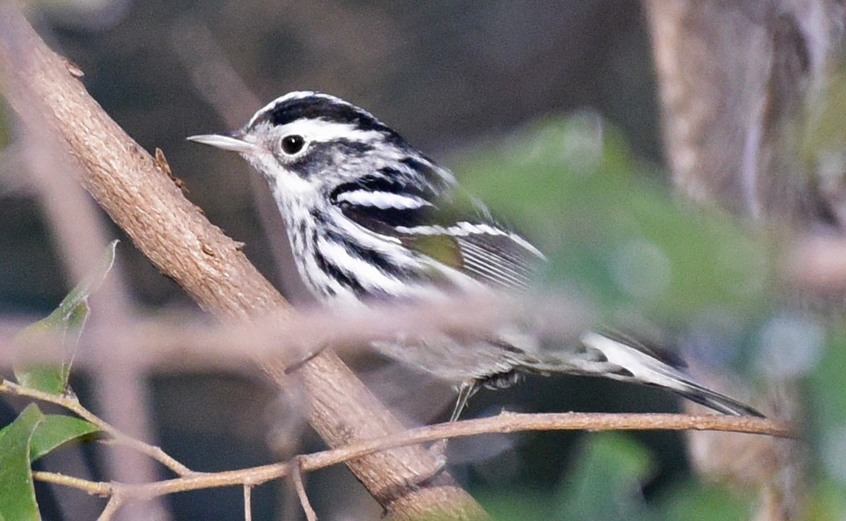 Black-and-white Warbler - ML419822821
