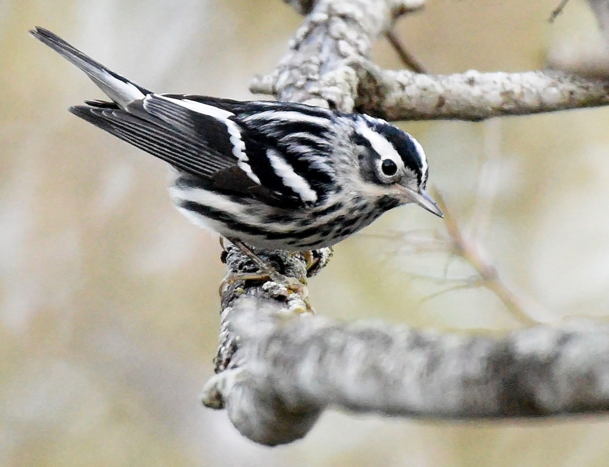 Black-and-white Warbler - ML419822841
