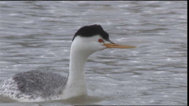 Clark's Grebe - ML419823