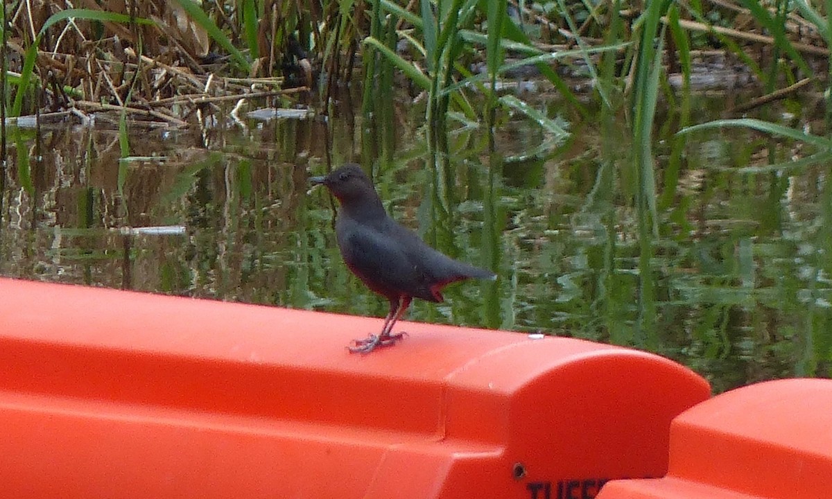 American Dipper - ML41982321