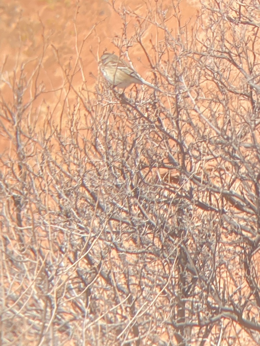 American Tree Sparrow - ML419824011