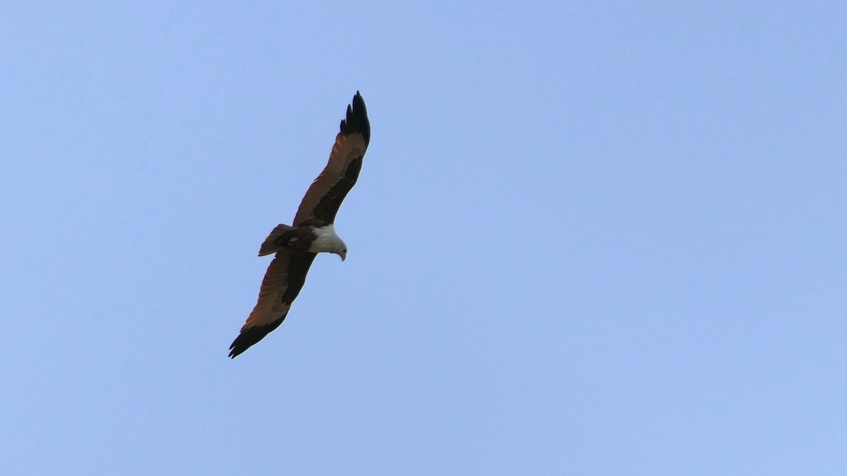 Brahminy Kite - ML419824071