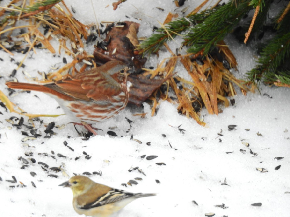 Fox Sparrow - ML419824571