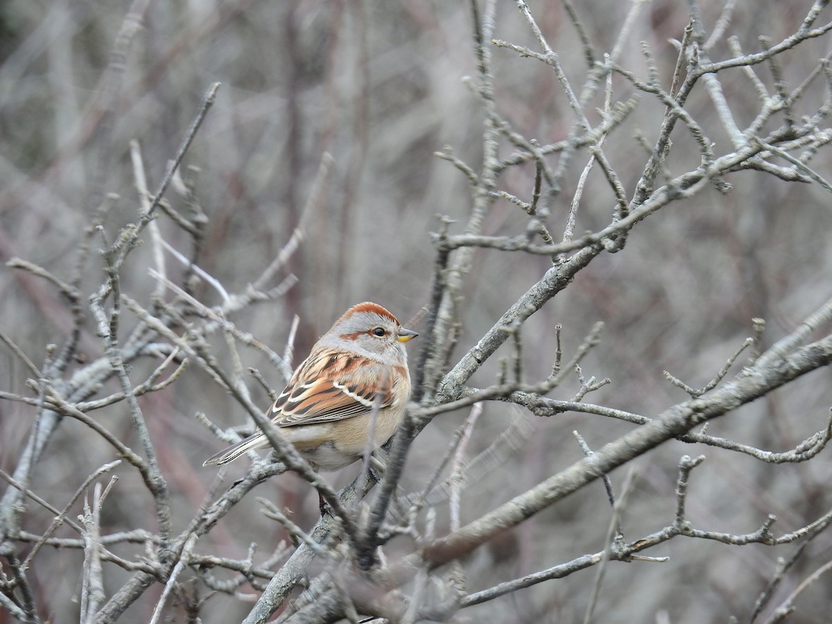 American Tree Sparrow - ML41982491