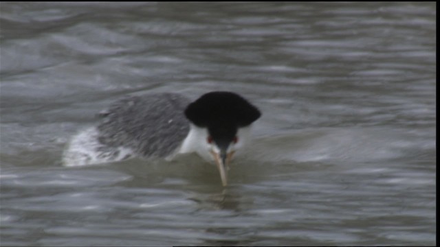 Clark's Grebe - ML419825