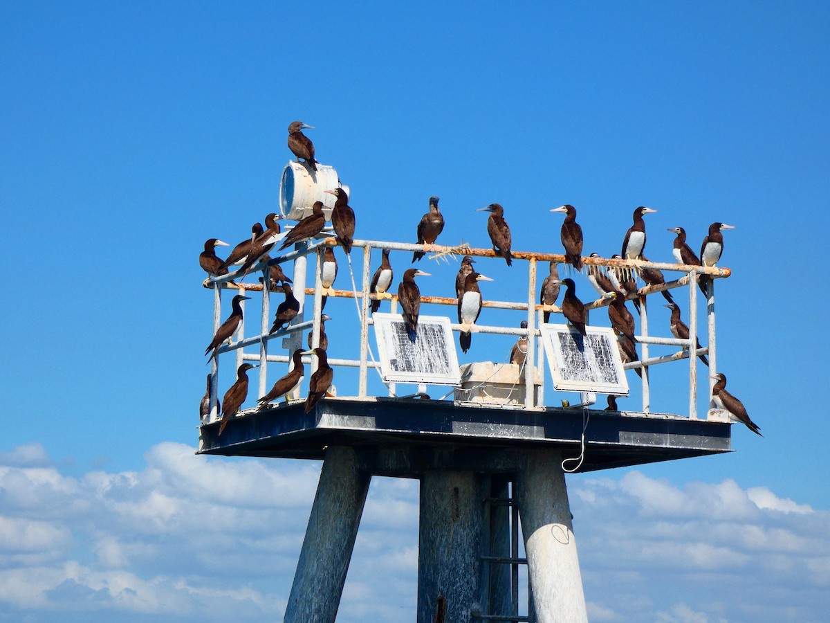 Brown Booby - Eric Plage