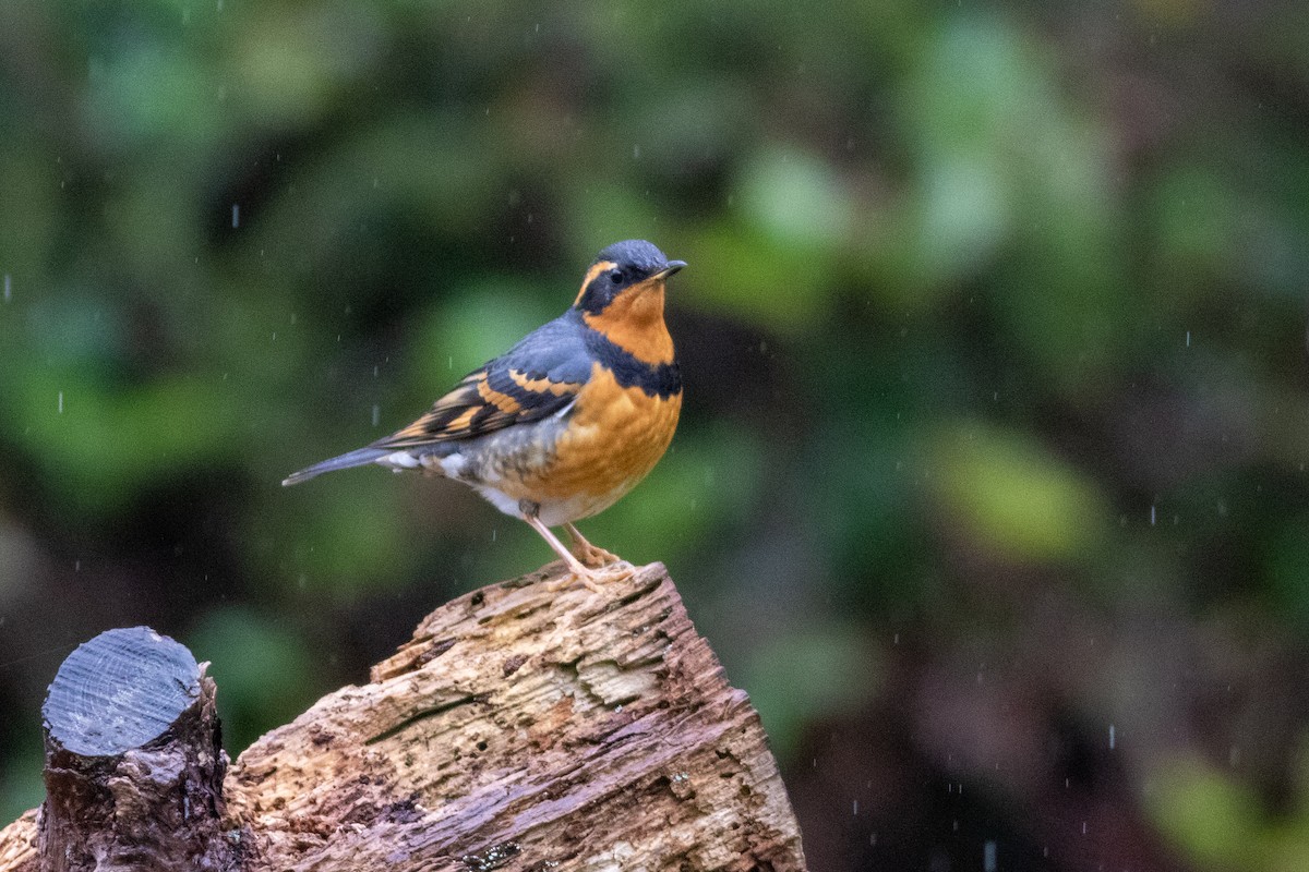 Varied Thrush - Rob Fowler