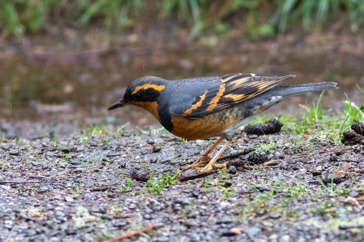 Varied Thrush - Rob Fowler