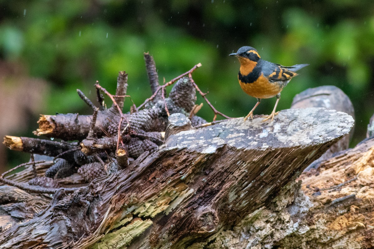 Varied Thrush - ML419825581