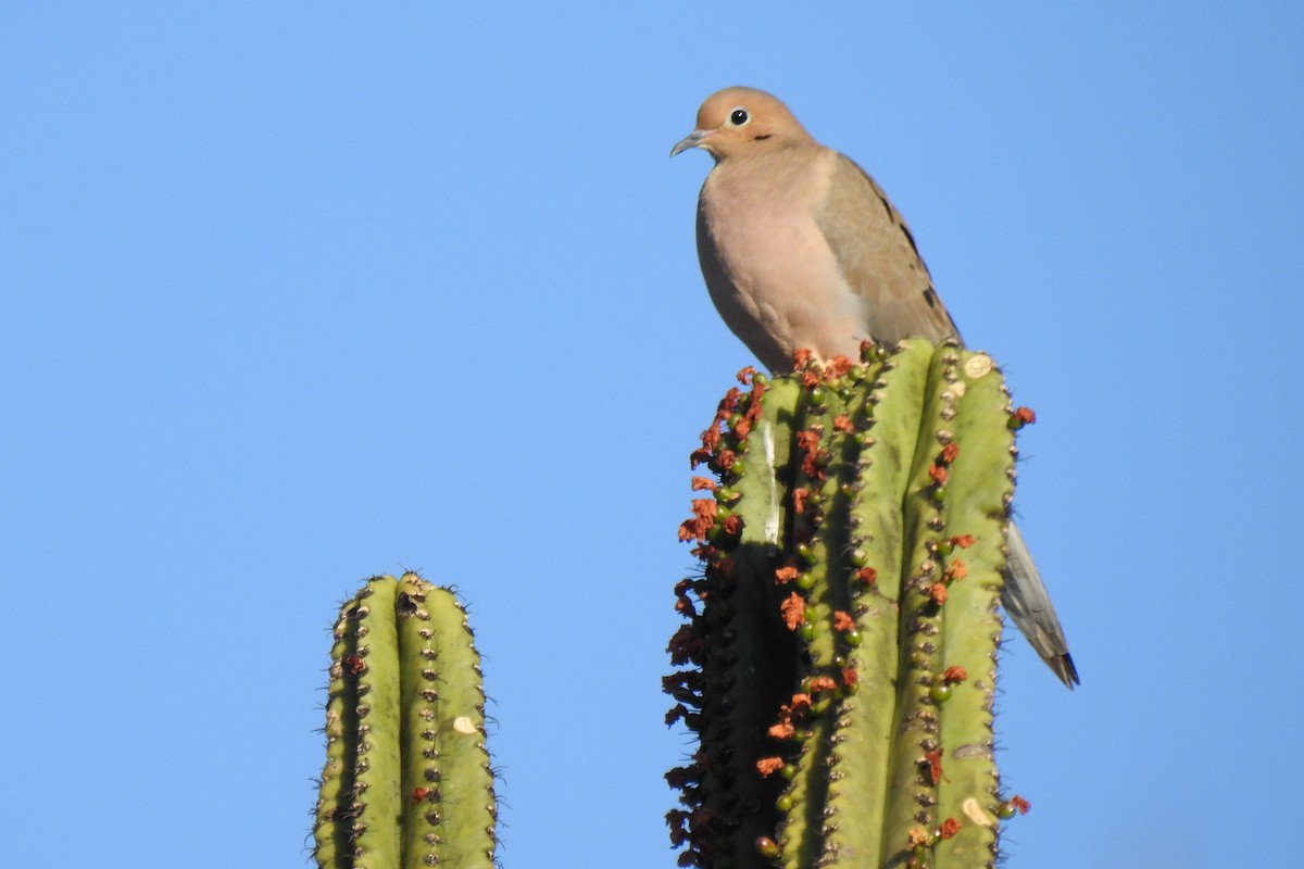 Mourning Dove - ML419825641