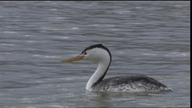 Clark's Grebe - ML419826