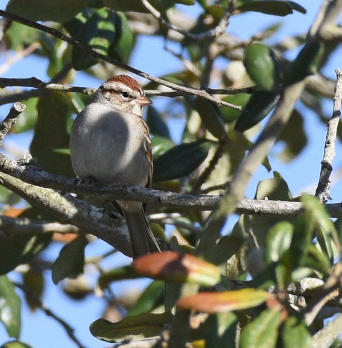 Chipping Sparrow - ML419826201