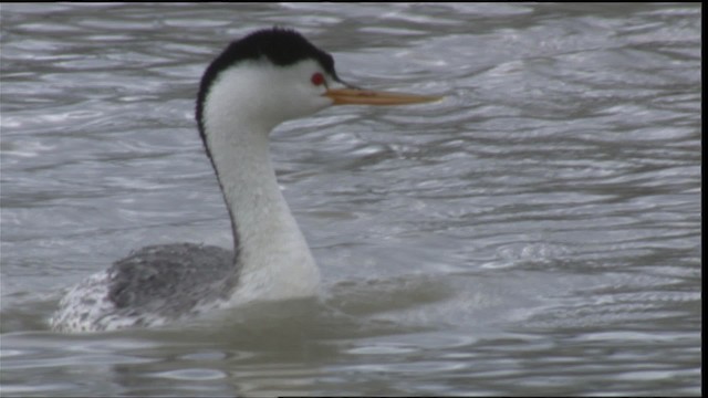 Clark's Grebe - ML419827