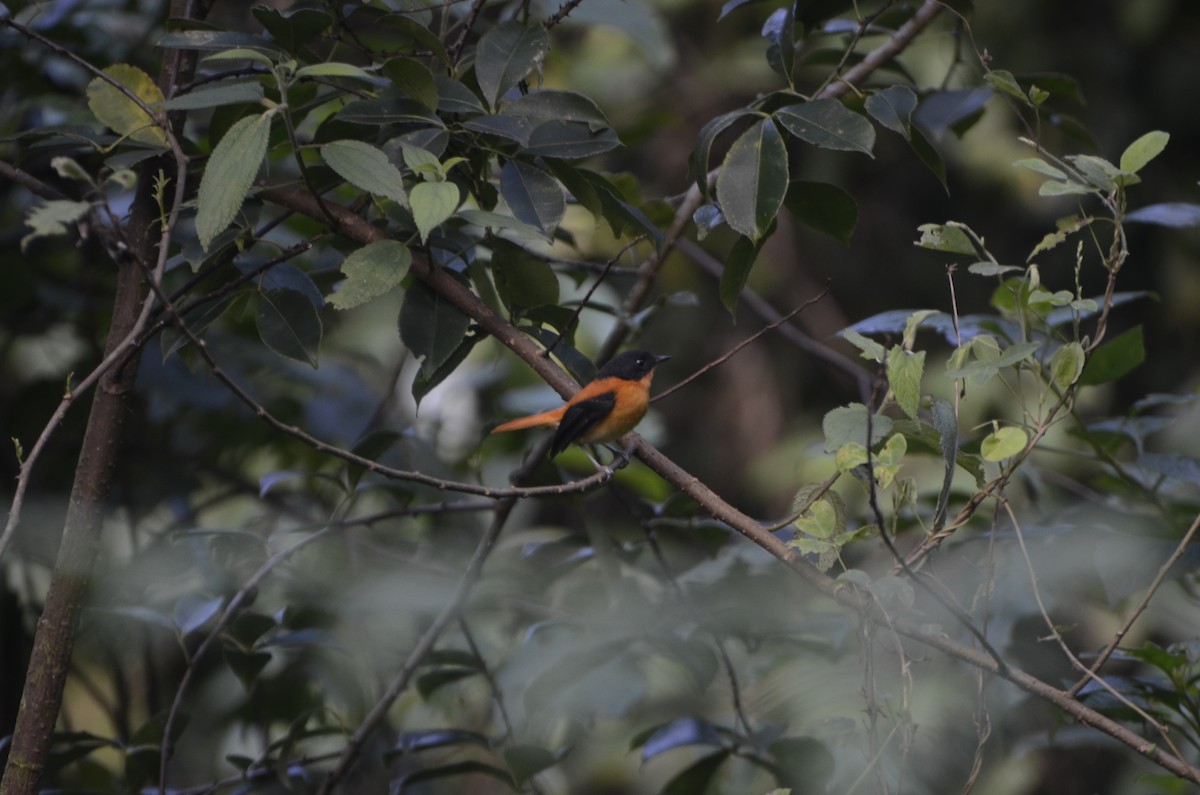 Black-and-orange Flycatcher - ML419827121