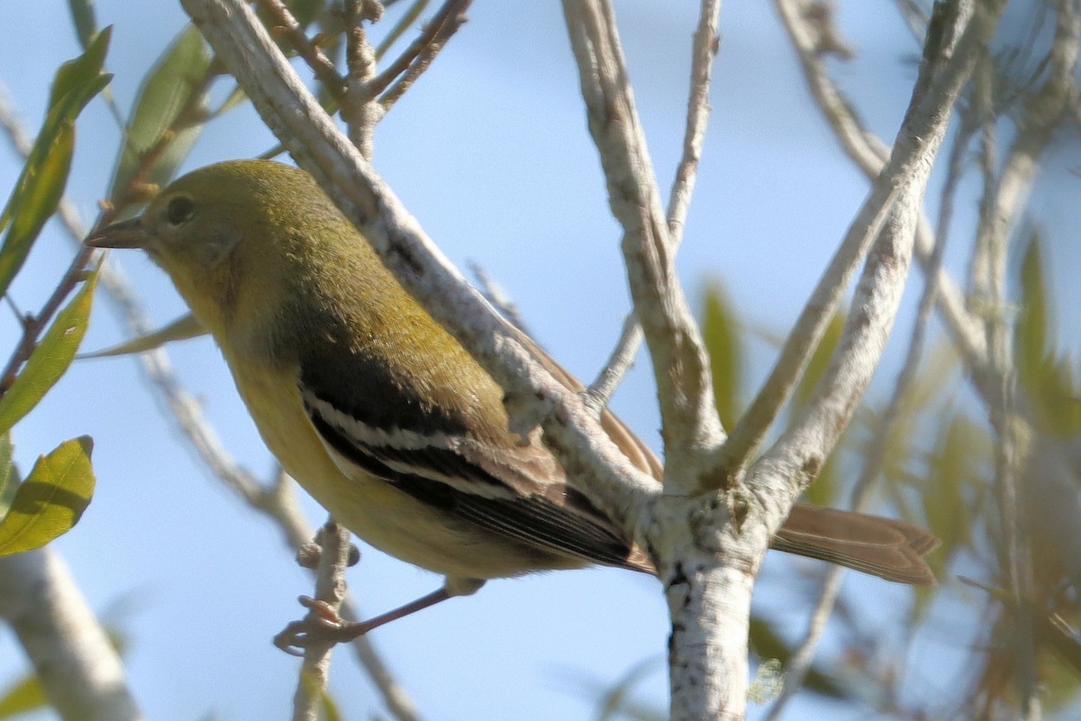 Pine Warbler - ML419827561