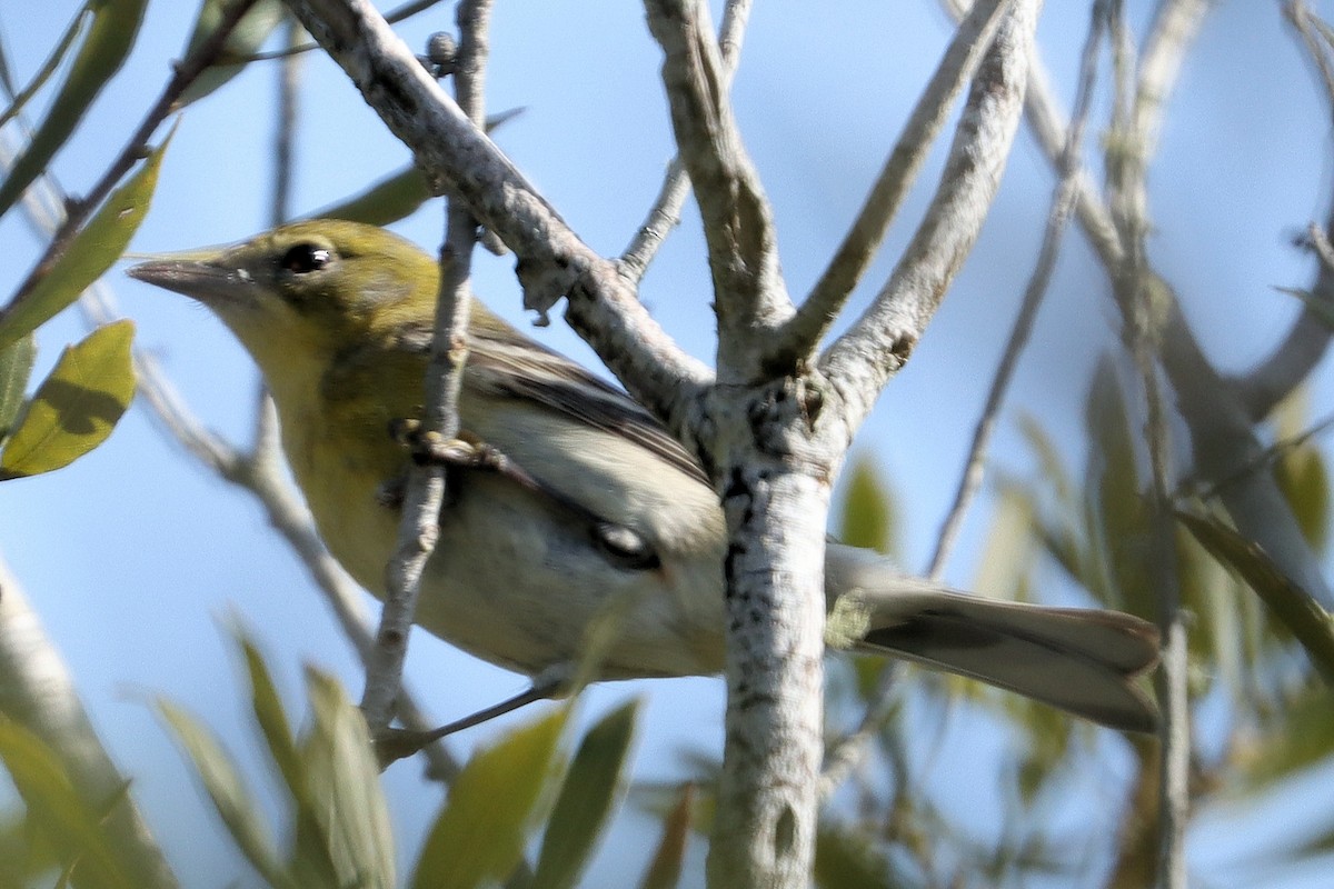 Pine Warbler - ML419827581