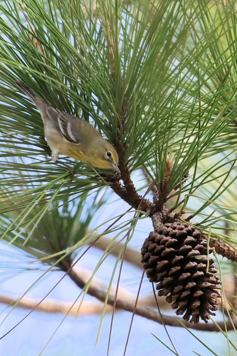 Pine Warbler - ML419827611
