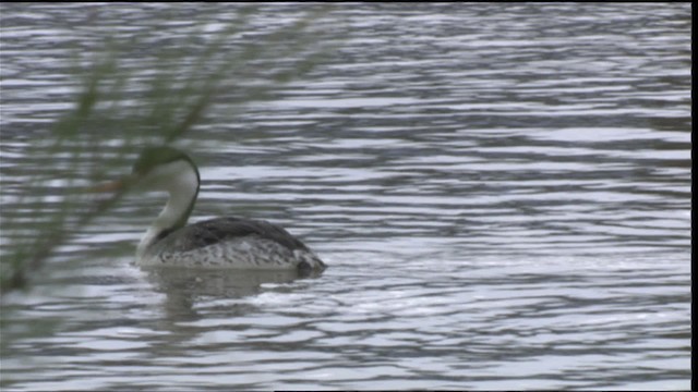 Clark's Grebe - ML419828