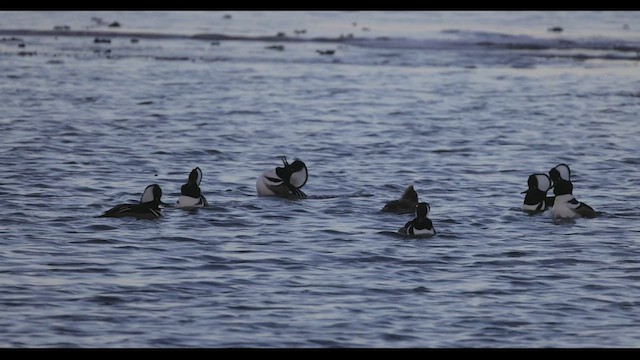 Hooded Merganser - ML419828801