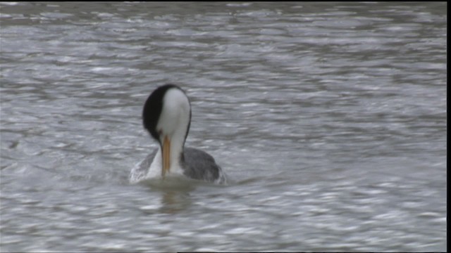 Clark's Grebe - ML419829