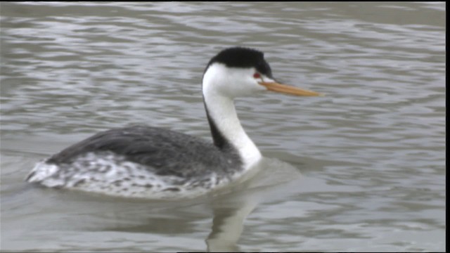 Clark's Grebe - ML419830