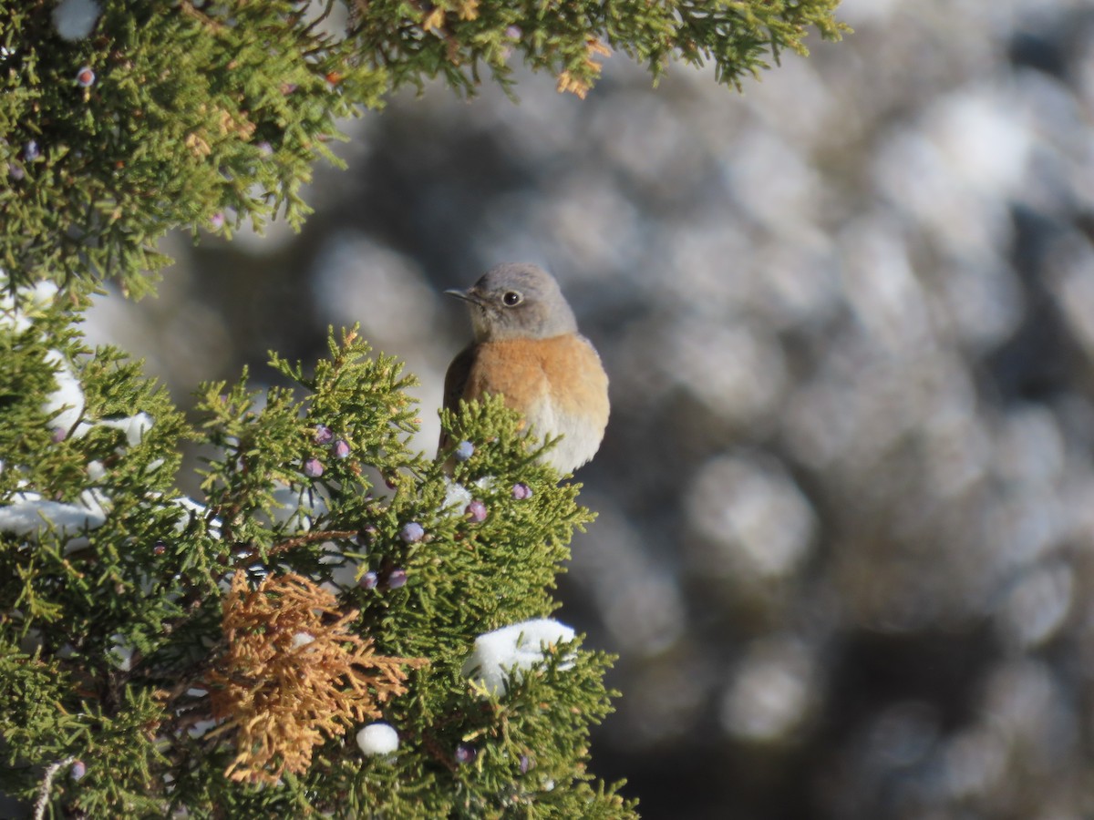 Western Bluebird - ML419830821