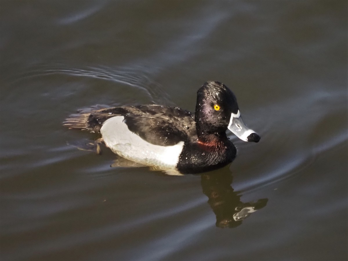 Ring-necked Duck - ML419832111