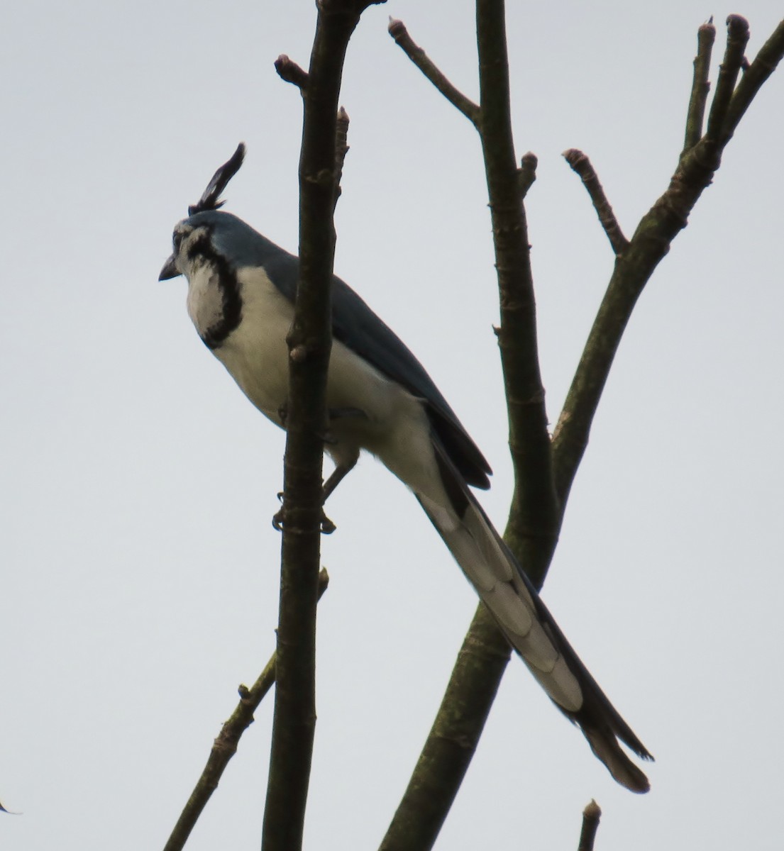 White-throated Magpie-Jay - ML41983231