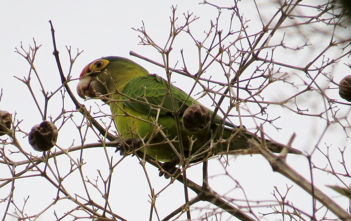 Orange-fronted Parakeet - ML41983341