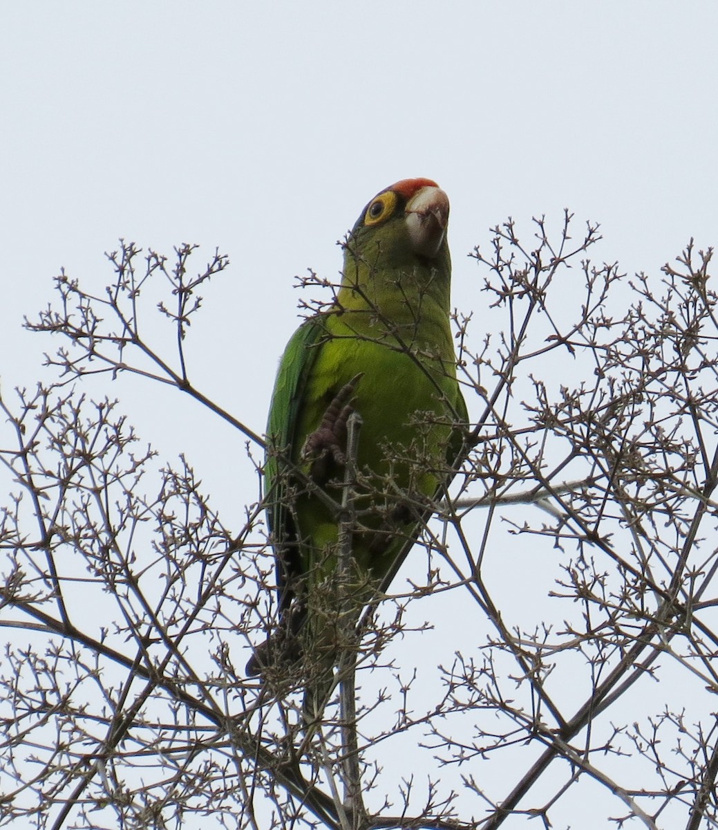 Orange-fronted Parakeet - ML41983351